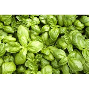 Hydrolat Basilic Grand vert 1L