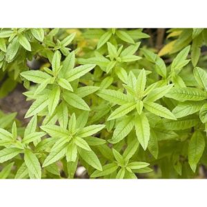 Hydrolat Verveine citronnée 1L