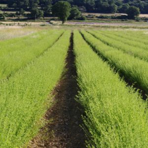 VRAC HUILE ESSENTIELLE D'ORIGAN BIO 1L