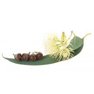 VRAC HUILE ESSENTIELLE EUCALYPTUS GLOBULUS BIO 1L