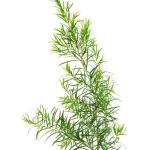 VRAC HUILE ESSENTIELLE TEA TREE BIO 1L