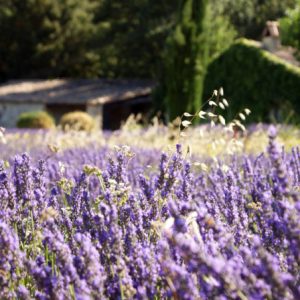 VRAC HUILE ESSENTIELLE DE LAVANDE OFFICINALE - BIO 1L